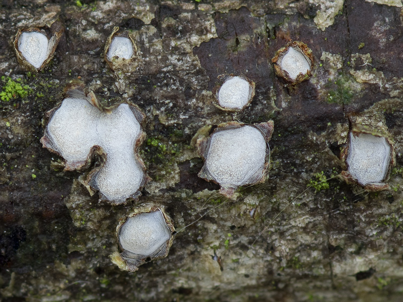 Propolis farinosa